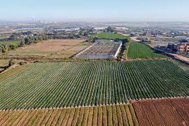 بسبب الحرب… الزراعة في إسرائيل “مدمرة” وخسائر تقدر بالملايين